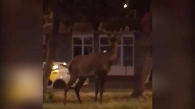 В центре Пятигорска заблудившийся олень попал на видео 