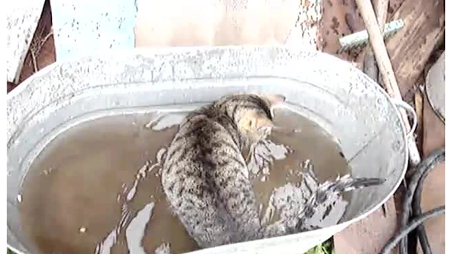 Кот-рыболов!
