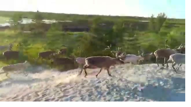 На Ямале рабочие сняли на видео охоту медведя на оленей 