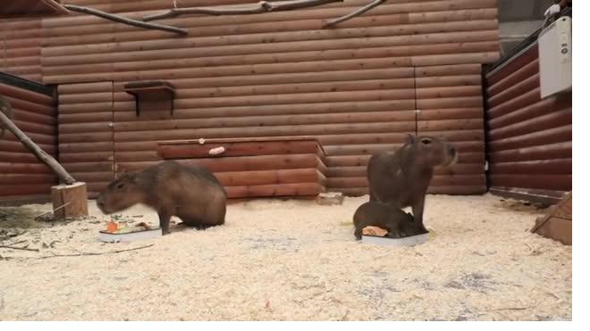 В Ленинградском зоопарке родился детеныш капибары
