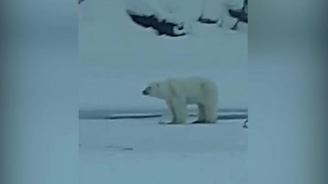 Белый медведь подкрался к российскому рыбаку и ограбил его
