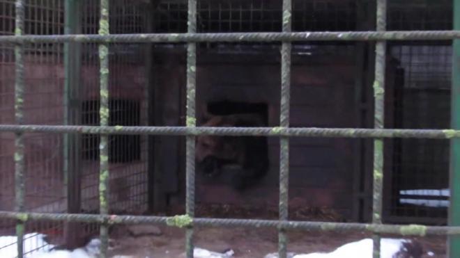 Сотрудник Центра "Велес" заснял на видео сонного медведя