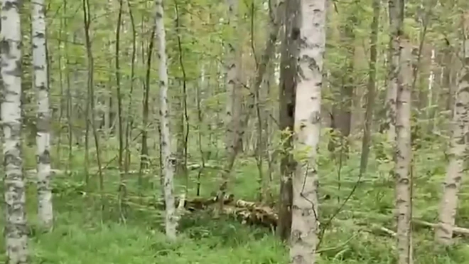 Видео: грибник встретил в лесу Всеволожского района стадо кабанов