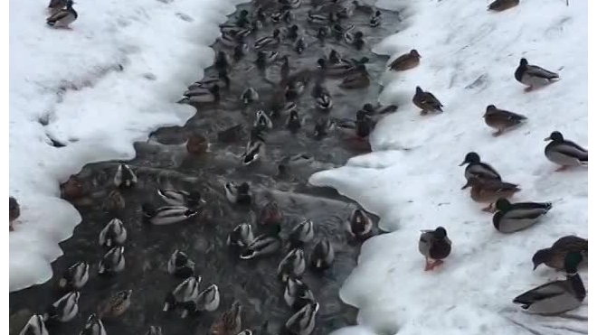 Видео: в Петергофе случилось настоящее "нашествие" уточек  