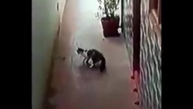 Отважное видео: В Индии кот сразился с коброй и спас детей