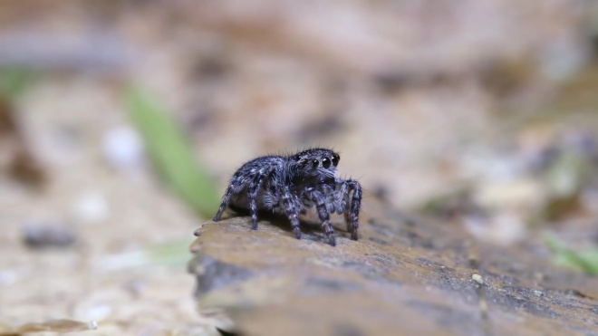 Австралиец обнаружил семь новых видов пауков-скакунчиков