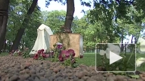 Сады Великого Шелкового Пути воссоздали в Петербурге