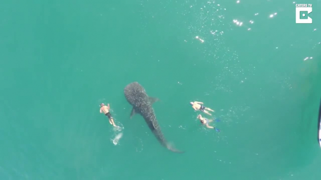 Заплыв туристов с крупнейшей в мире акулой удалось снять на видео