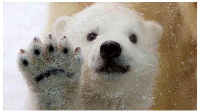 Новорожденный медвежонок из петербургского зоопарка попал на видео