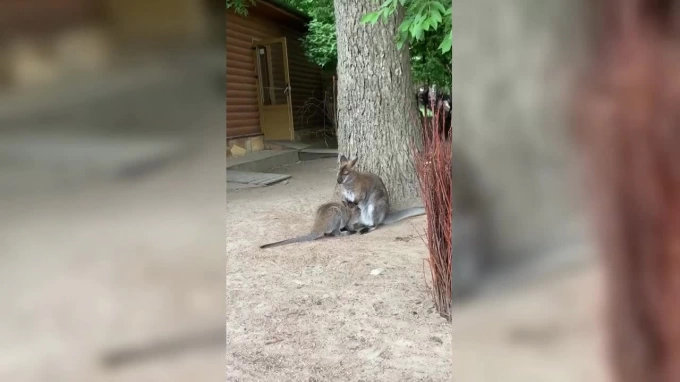 Ленинградский зоопарк показал, как ужинает кенгуренок