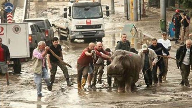 Наводнение в Тбилиси: видео трагедии шокирует, спасатели ищут пропавших без вести, дикие животные еще на свободе
