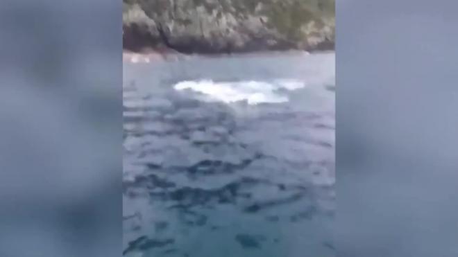 В Новой Зеландии рыбак случайно поймал на удочку кита