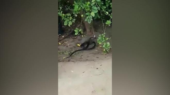 В Индии мангуст в прыжке сорвал змею с дерева