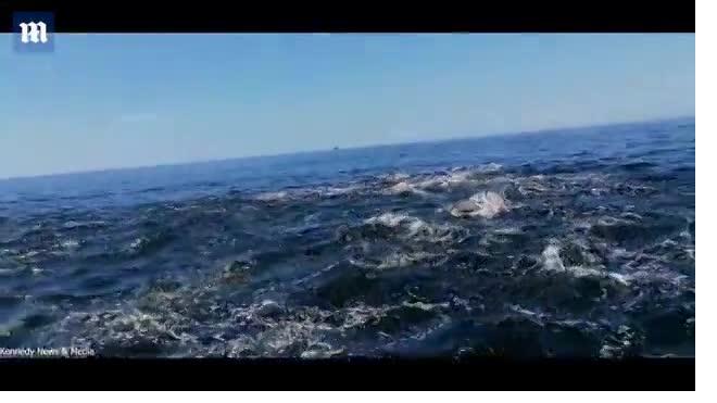 Мужчина вывалился из лодки при столкновении с китом
