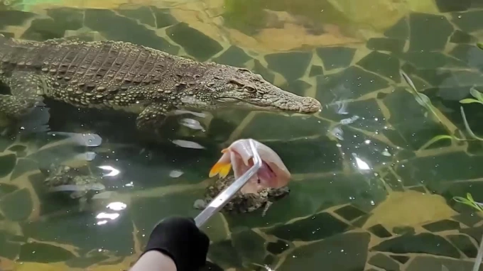 День крокодила отмечают в Ленинградском зоопарке