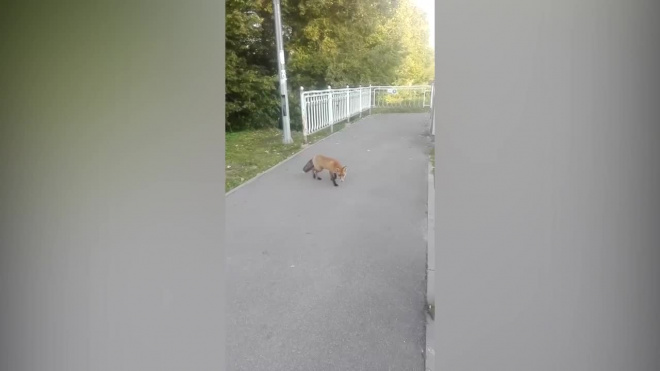 Петербуржцы засняли на видео наглую лису в Лахте