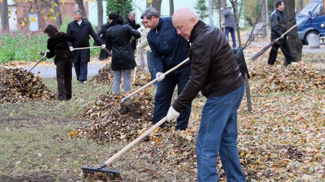 В Петербурге на общегородском субботнике губернатор Полтавченко посадил березу и яблоню