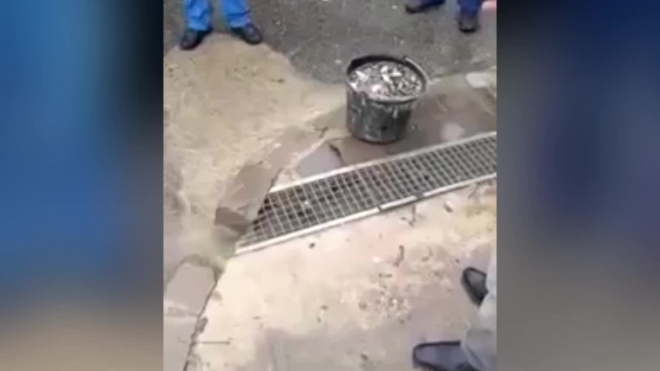 Оригинальное видео из Сочи: местные жители порыбачили на тротуаре