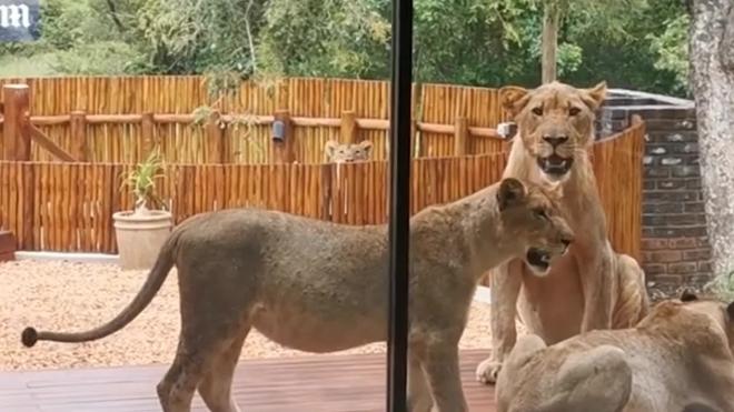 Семейная пара пришла проверить дом и встретилась со львами
