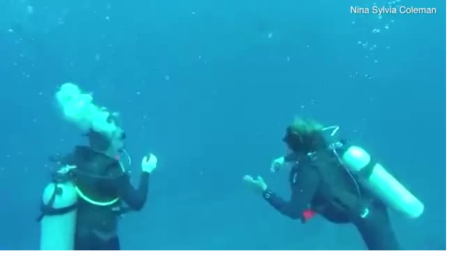 Видео: студентка встретила на Бали пятиметровую акулу-людоеда 