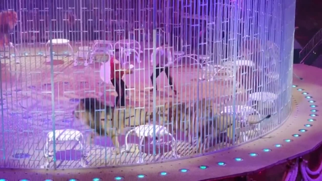 Львы подрались во время шоу "Принц Цирка" в Саратове