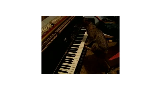 Кот-пианист