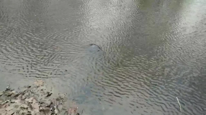 Появилось видео, как охотится балтийская нерпа в речке Таракановка