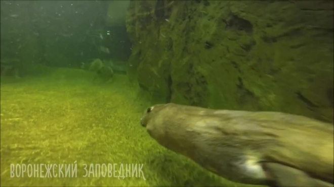 Появилось милое видео ныряющих бобров в заповеднике Воронежа