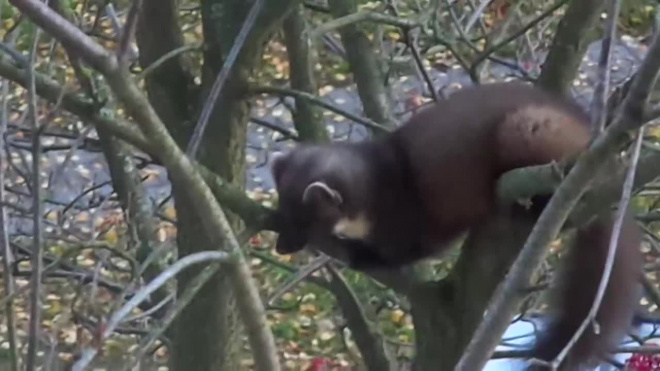 Видео: в Приморском районе на дереве заметили куницу