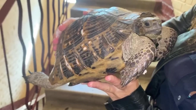 Черепаху, которая продавалась на сайте, вернут из Петербурга в естественную среду