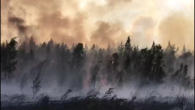 Пройденная огнем площадь лесных пожаров в Якутии составила более 7 млн га