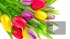 К 8 марта в Москву завезли около 10 миллионов живых цветов