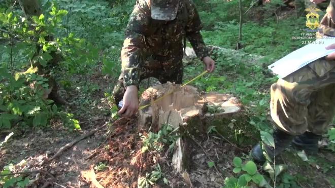 Восемь жителей Кубани получили срок за вырубку лесов