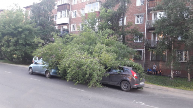 В Иркутске дерево упало на автомобили