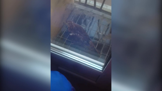 На балкон к петербурженке прилетела хищная птица