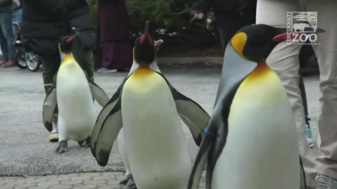 В США пингвины вышли из зоопарка на прогулку и стали героями видео