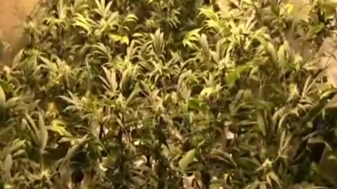 В Петербурге обнаружена высокотехнологичная плантация марихуаны