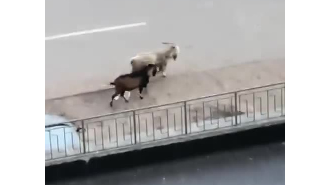 Два козла спокойно прогулялись во дворе Парашютной улицы