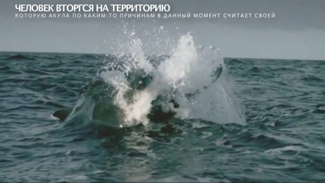 Что делать при нападении акулы? Советы Piter.tv