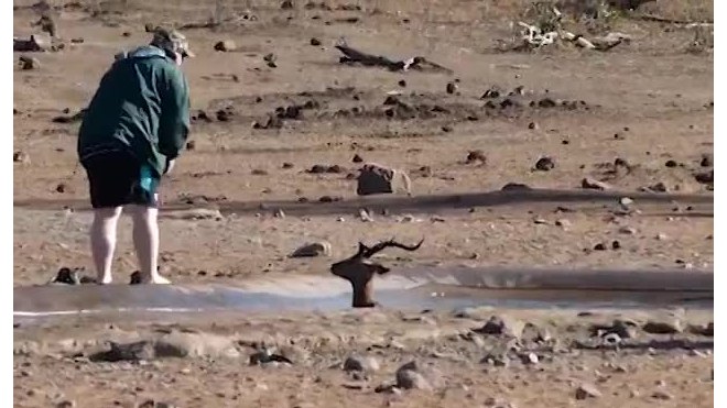 Видео: в ЮАР путешественник вытащил из трясины антилопу