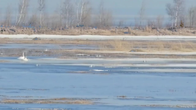 Накануне Дня птиц к петербургской дамбе прилетели лебеди