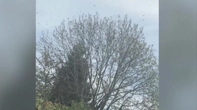 Полчища гигантских пчел напугали автомобилистку