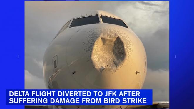 В Нью-Йорке вынужденно сел самолет после столкновения с птицей