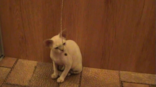 котенок