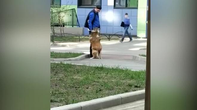 В Петербурге задержали живодера, избившего собак на глазах у прохожих