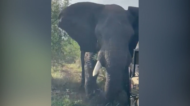 Разъяренный слон в ЮАР едва не перевернул джип с людьми
