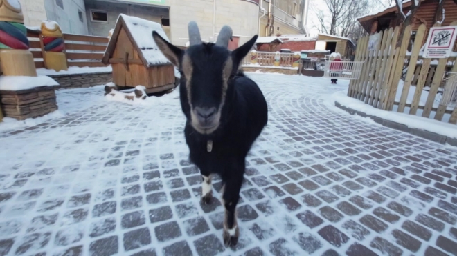 В Ленинградском зоопарке в преддверии года козы родились детеныши камерунской карликовой козы