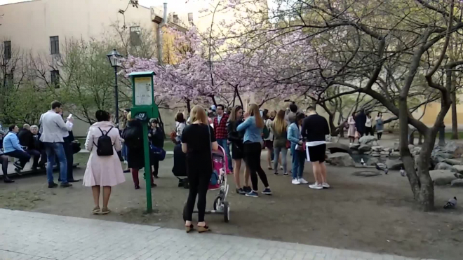 Видео: в сквере Дружбы расцвела сакура 