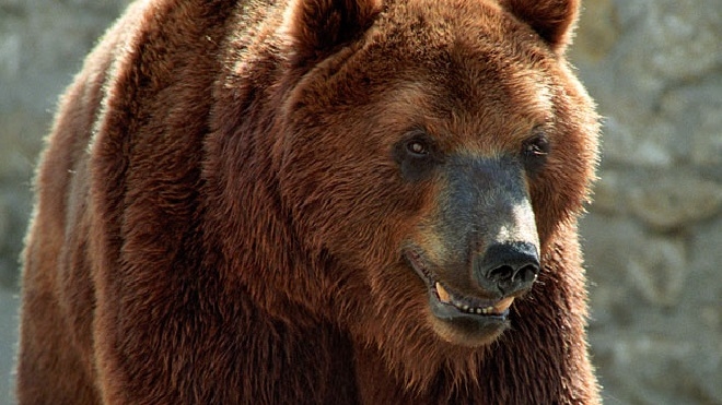 Медведь растерзал мужчину и искалечил женщину у сибирского аэропорта