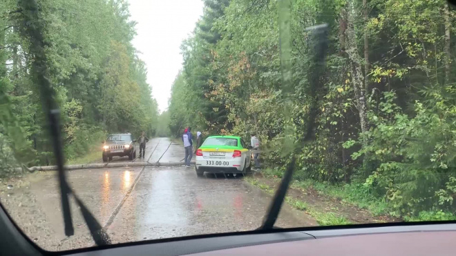 На автодорогу в Зеленогорске рухнуло дерево